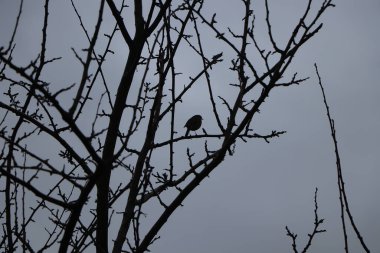 Kışın çıplak ağaç dalları