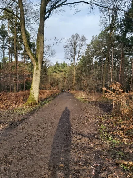 Bare Boomtakken Winter — Stockfoto