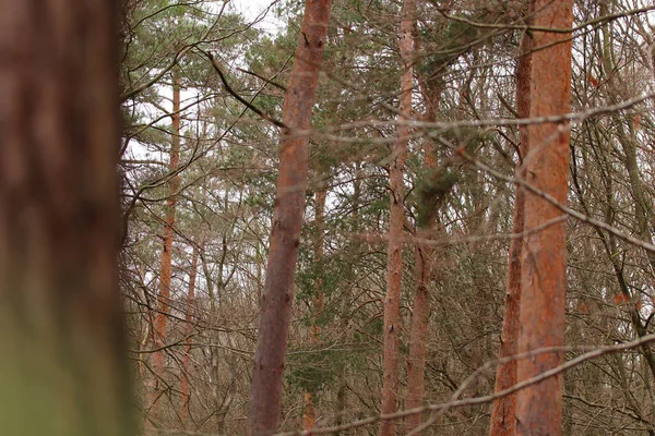 Gołe Gałęzie Drzew Okresie Zimowym — Zdjęcie stockowe