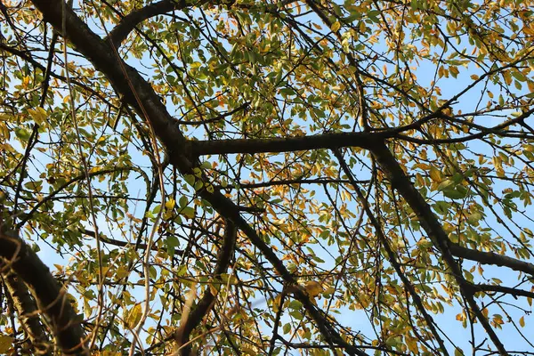 冬季的枯树分枝 — 图库照片