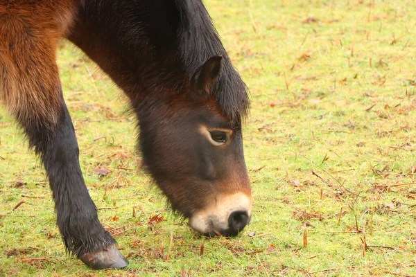 Gorgeous Brown Pony Grazing Muddy Winter Fields — Stock Photo, Image