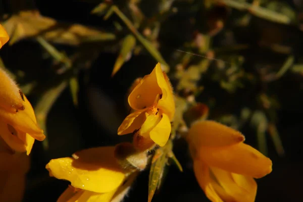 Färgglada Växter Senhöstsolen — Stockfoto
