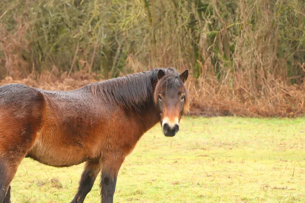 黄褐色的小马在泥泞的冬季田野里吃草 — 图库照片