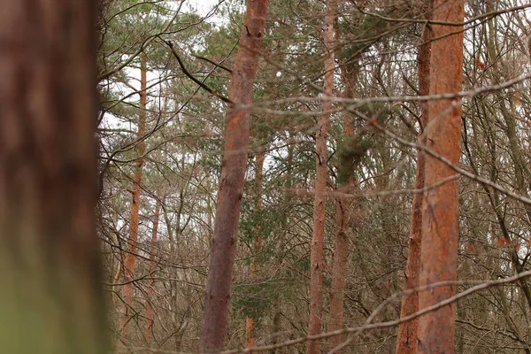 Gołe Gałęzie Drzew Okresie Zimowym — Zdjęcie stockowe