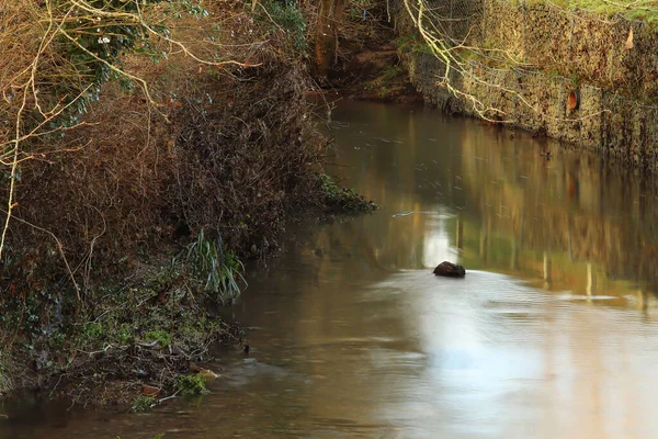 Dulas Brook Löper Genom Ewyas Harold Hösten Herefordshire — Stockfoto