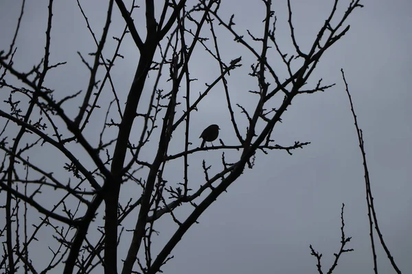Kışın çıplak ağaç dalları