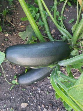 Lezzetli, yenmeyi bekleyen taze yiyecekler.