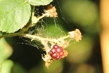 Lezzetli, yenmeyi bekleyen taze yiyecekler.