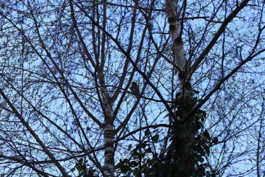 Kışın çıplak ağaç dalları