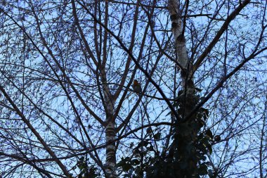 Kışın çıplak ağaç dalları