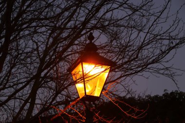 Kışın çıplak ağaç dalları