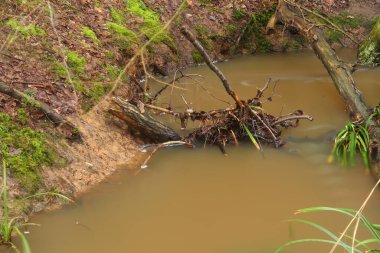 Broxbourne Ormanı 'nda kışın akan dere