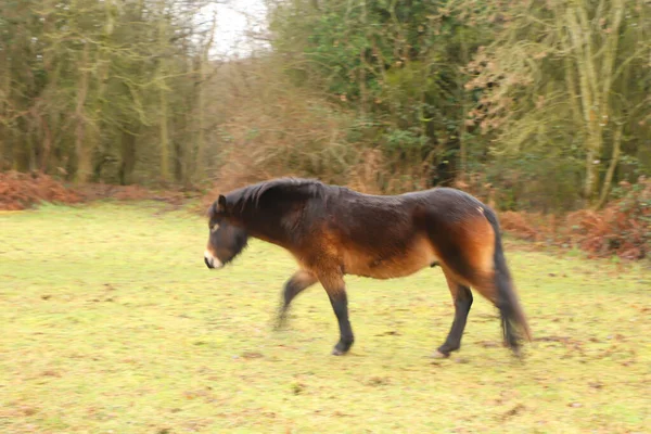Wunderschönes Braunes Pony Weidet Den Schlammigen Winterfeldern — Stockfoto