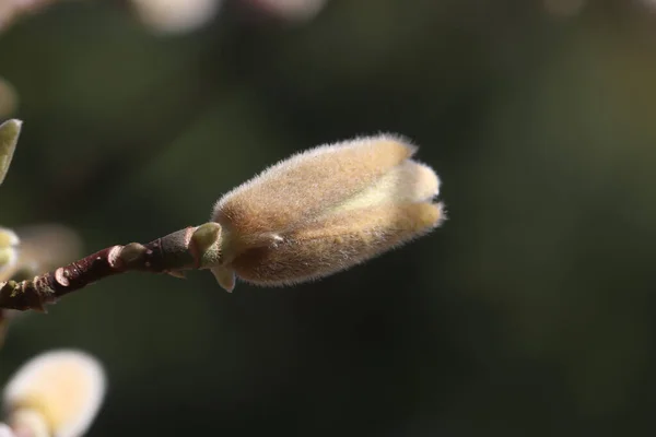 늦가을의 아래서 자라는 식물들 — 스톡 사진