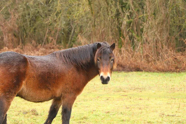 Wunderschönes Braunes Pony Weidet Den Schlammigen Winterfeldern — Stockfoto