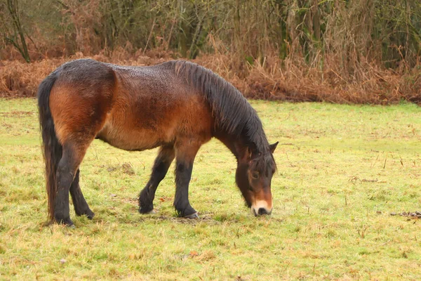 Wunderschönes Braunes Pony Weidet Den Schlammigen Winterfeldern — Stockfoto
