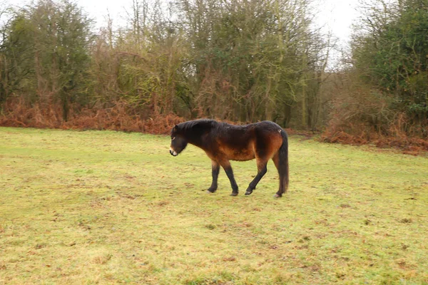 Wunderschönes Braunes Pony Weidet Den Schlammigen Winterfeldern — Stockfoto