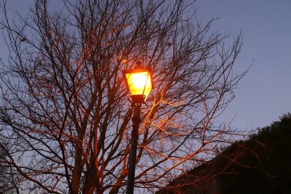 Bare Boomtakken Winter — Stockfoto