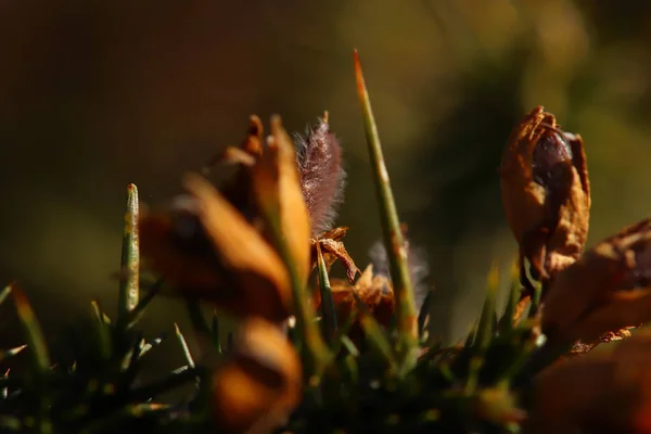 Färgglada Växter Senhöstsolen — Stockfoto