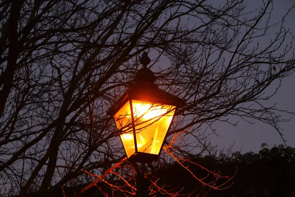 Kışın çıplak ağaç dalları