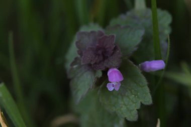 Canlı yaz renkleri günü aydınlatıyor