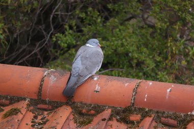 Güvercin bir evin çatısına tünemiş.