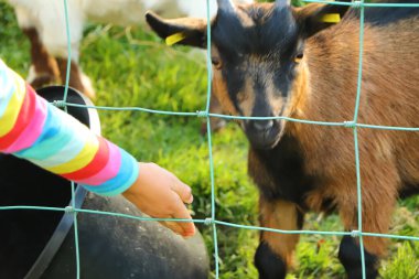 İskoçya 'nın İskoçya' sındaki keçileri beslemek