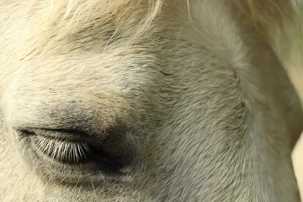 Pony Putování Přes Skotskou Vysočinu — Stock fotografie