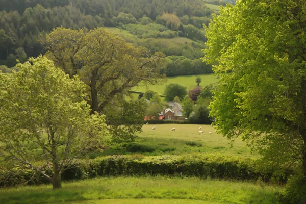 Güney Devon 'da patikaların etrafında dolaşıyorum.