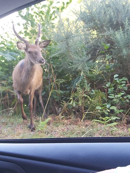 Pâturage Des Cerfs Dans Les Highlands Écosse — Photo