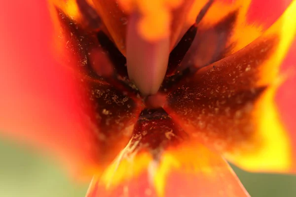 Lebendige Sommerfarben Erhellen Den Tag — Stockfoto