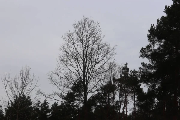 Гілки Босих Дерев Зимовий Час — стокове фото