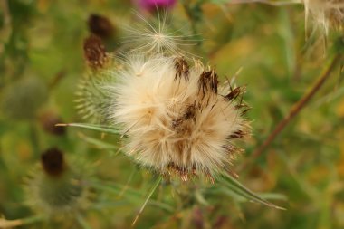 Kuzey İskoçya 'nın bozkırlarında ve göllerinde geziniyor.