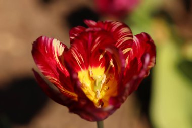 Canlı yaz renkleri günü aydınlatıyor