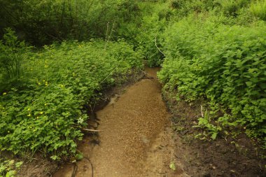 Güney Devon 'da patikaların etrafında dolaşıyorum.