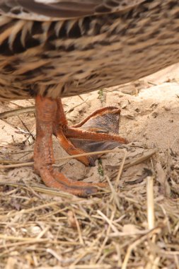 Holkam sahilinde gezinen bir yaban ördeği.