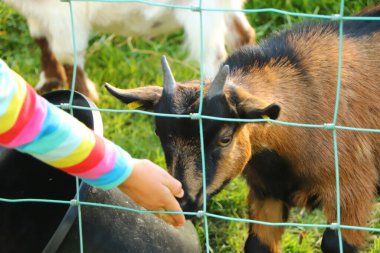 İskoçya 'nın İskoçya' sındaki keçileri beslemek