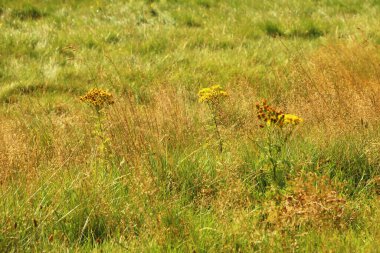 Kuzey İskoçya 'nın bozkırlarında ve göllerinde geziniyor.