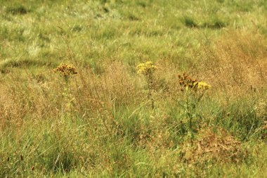 Kuzey İskoçya 'nın bozkırlarında ve göllerinde geziniyor.