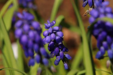 Canlı yaz renkleri günü aydınlatıyor