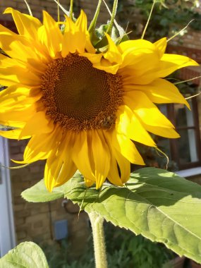 Lea nehrinin etrafından Hertford 'a kadar park et.