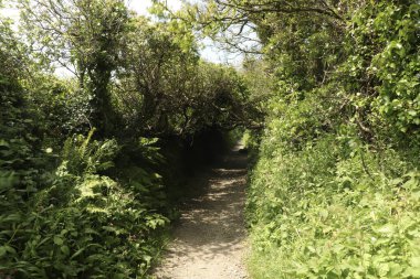 Güney Devon 'da patikaların etrafında dolaşıyorum.