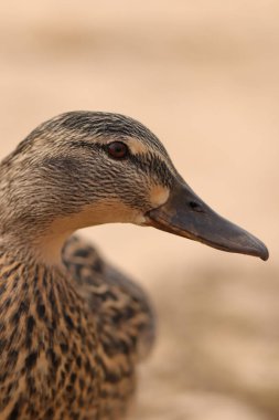 Holkam sahilinde gezinen bir yaban ördeği.