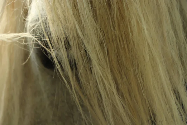 Ponytrekking Door Schotse Hooglanden — Stockfoto