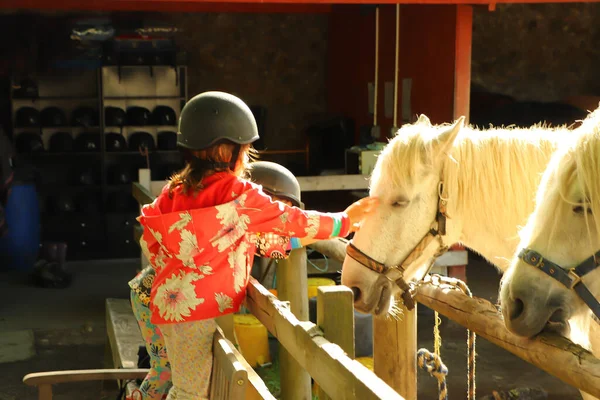 Midilli İskoç dağlarında yürüyor.