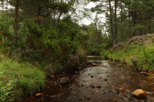 Promenader Runt Hedar Och Dalgångar Norra Skottland — Stockfoto