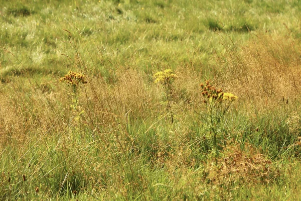 Kuzey İskoçya 'nın bozkırlarında ve göllerinde geziniyor.
