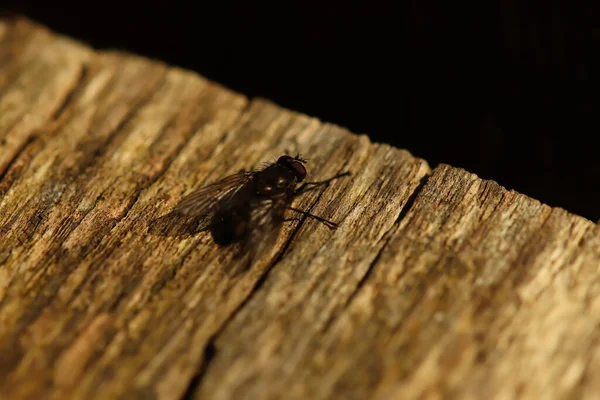 기어다니는 곤충들 — 스톡 사진