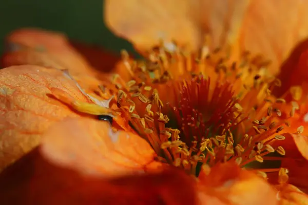 Lebendige Sommerfarben Erhellen Den Tag — Stockfoto