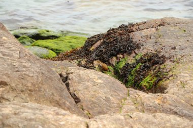 Dalgalar Kuzey Devon sahiline çarpıyor.